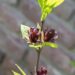 Calycanthus floridus rohkeõieline vürtspõõsas (2)