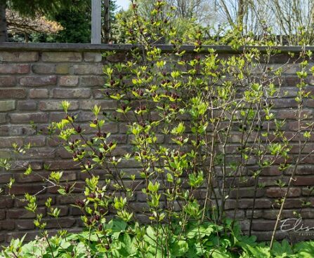 Calycanthus floridus rohkeõieline vürtspõõsas (3)