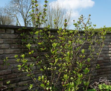 Calycanthus floridus rohkeõieline vürtspõõsas (4)