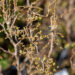 Corylus `Scooter` har. sarapuu