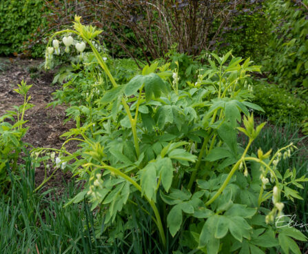 Dicentra spectabilis `Alba` harilik murtudsüda (1)