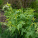 Dicentra spectabilis `Alba` harilik murtudsüda (1)