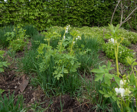 Dicentra spectabilis `Alba` harilik murtudsüda (2)