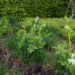 Dicentra spectabilis `Alba` harilik murtudsüda (2)