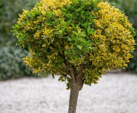 Euonymus fortunei fortunei kikkapuu