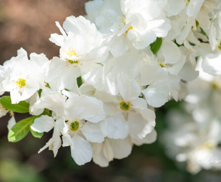 Exochorda õisenelas (1)