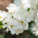 Exochorda õisenelas (1)