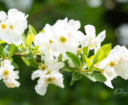 Exochorda õisenelas (2)