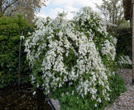 Exochorda õisenelas (3)