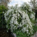 Exochorda õisenelas (3)
