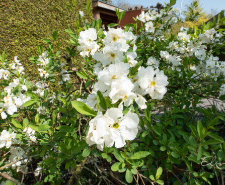 Exochorda õisenelas (4)