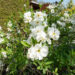 Exochorda õisenelas (4)