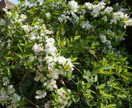 Exochorda õisenelas (5)
