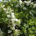 Exochorda õisenelas (5)