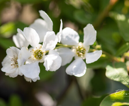 Exochorda õisenelas