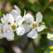 Exochorda õisenelas
