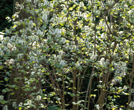 Fothergilla major mägi-võlupõõsas (1)