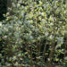 Fothergilla major mägi-võlupõõsas (1)