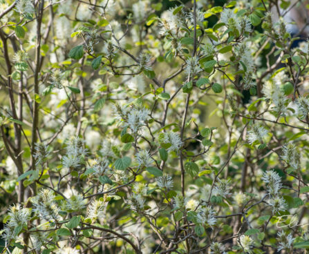 Fothergilla major mägi-võlupõõsas (3)