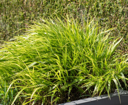 Hakonechloa macra `Aureola` ainuroog