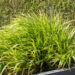 Hakonechloa macra `Aureola` ainuroog