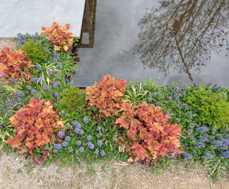 Heuchera `Caramel` helmikpööris