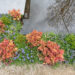 Heuchera `Caramel` helmikpööris