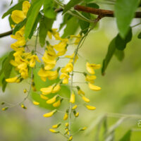 Laburnum kuldvihm