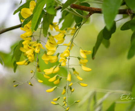 Laburnum kuldvihm