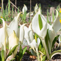 Lysichiton camtschatcensis kamtšatka kevadvõhk (1)