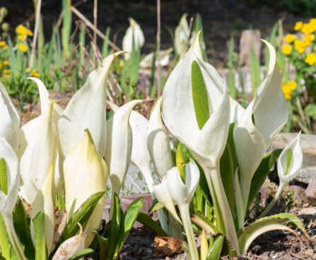 Lysichiton camtschatcensis kamtšatka kevadvõhk (1)