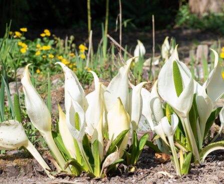 Lysichiton camtschatcensis kamtšatka kevadvõhk (2)