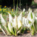 Lysichiton camtschatcensis kamtšatka kevadvõhk (2)