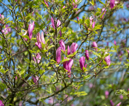 Magnolia magnoolia (1)
