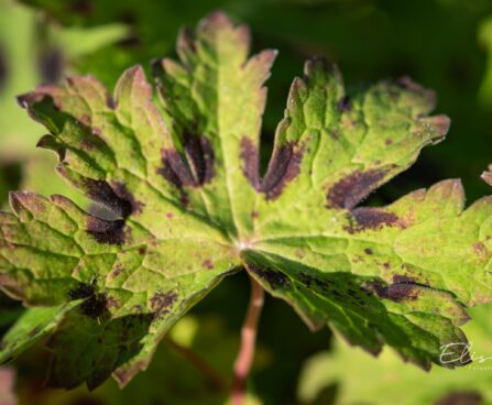 875_9892_Geranium_phaeum_Samobor__tommu_kurereha_2.jpg