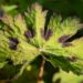 875_9892_Geranium_phaeum_Samobor__tommu_kurereha_2.jpg