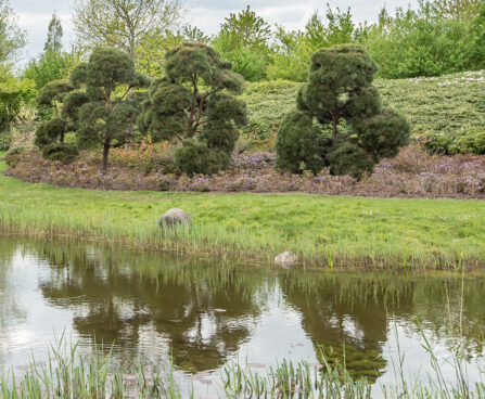 Pinus bonsai harilik mänd