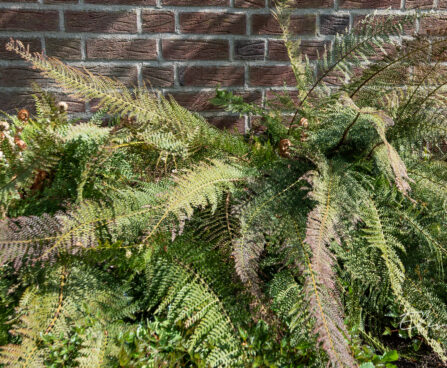 Polystichum setiferum astelsõnajalg