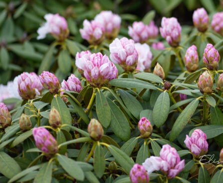 Rhododendron `Cunninghams White` rododendron