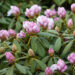 Rhododendron `Cunninghams White` rododendron