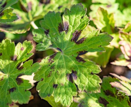 875_9893_Geranium_phaeum_Samobor__tommu_kurereha.jpg