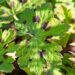 875_9893_Geranium_phaeum_Samobor__tommu_kurereha.jpg