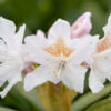 Rhododendron `Cunninghams White` rododendron