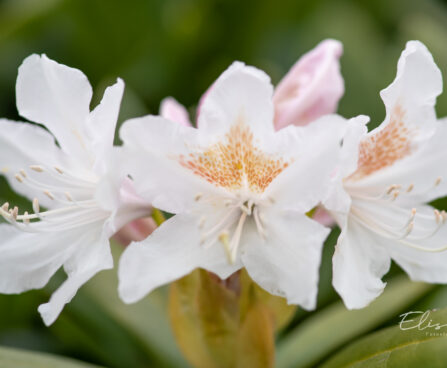 Rhododendron `Cunninghams White` rododendron
