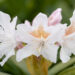 Rhododendron `Cunninghams White` rododendron