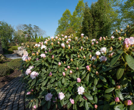 Rhododendron `Cunninghams White` rododendron