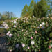 Rhododendron `Cunninghams White` rododendron