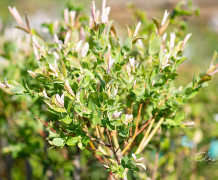 Salix `Tricolor`PA paju