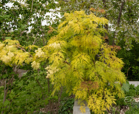 Sambucus nigra `Golden Lace` must leeder
