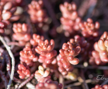 Sedum album `Coral Carpet` kukehari